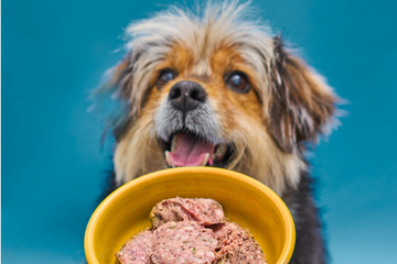 How to Validate a Keto Dog Food
