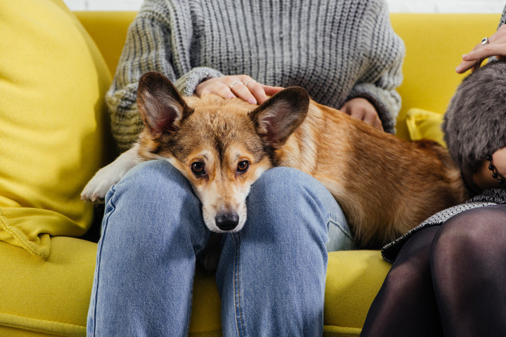 Gallery Detail: How Can A Ketogenic Diet Help Help With Dog Epilepsy