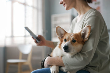 Side view of young female owner of welsh pembroke corgi dog using mobile phone while sitting in the hall of veterinary clinics