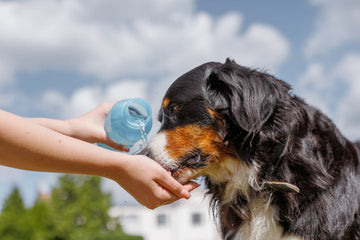Dog drinking water from a woman's hand on a hot summer day, staying hydrated outdoors