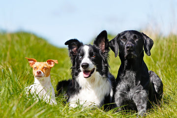 🐾 The Truth About Carbs in Dog Food: Why Net Carbs Matter — And Why Visionary Pet is Different
