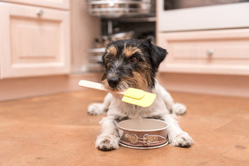 cute little dog cooks and bakes in the kitchen