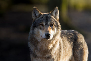 Grey wolf in the forest