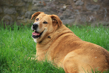 The New Normal: Obesity in Pets
