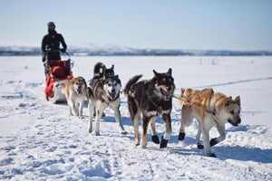 Dogs are Fat-Fueled SUPER Athletes