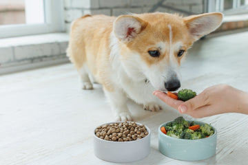 Corgi being fed vegetables next to bowls of kibble and veggies