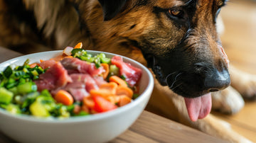 Dog looking at a bowl of fresh vegetables and meat