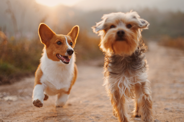 DOG OWNERSHIP AND CARDIOVASCULAR HEALTH!