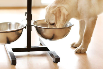Dog eating from a floor-level bowl to reduce bloat risk