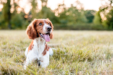 Happy dog lying on grass outdoors.