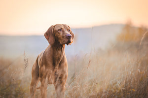 Selective feeding dogs low carb food