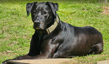 Ronin, a black dog lying on the grass, six months after diagnosis.