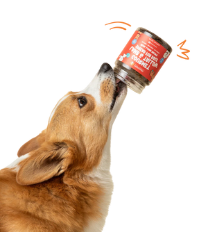 Corgi dog licking from a dog treat jar