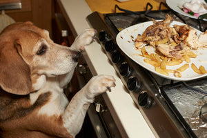 Dog reaching for food on a kitchen stove.