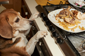 Dog reaching for food on a kitchen stove.