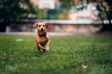 Happy small brown dog wearing red collar running on the grass