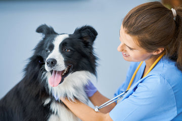 Veterinarian examining a happy Border Collie
