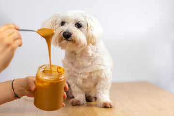 Small dog watching a spoonful of peanut butter