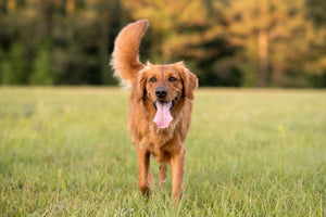 Golden Retriever dog enjoying outdoors at a large grass field at sunset, beautiful golden light