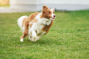 Brown and white Border Collie running energetically across a green grassy field on a sunny day.