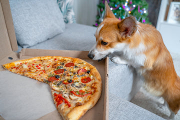 Corgi sniffing a pizza on a couch