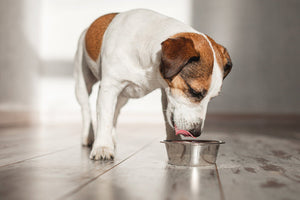 Dog licking food from a stainless steel bowl