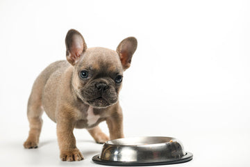 French Bulldog puppy looking at food bowl — Traditional Chinese Medicine dog diet