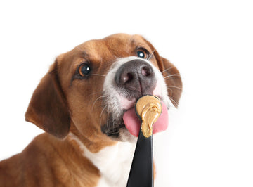 dog licking peanut butter from a spoon