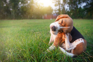 An adorable beagle dog scratching body outdoor on the grass field in the evening.