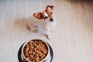 Dog looking up beside a bowl of kibble.