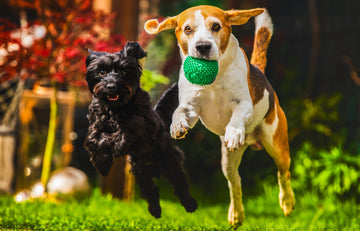 a small black poodle and a beagle playing catching balll.