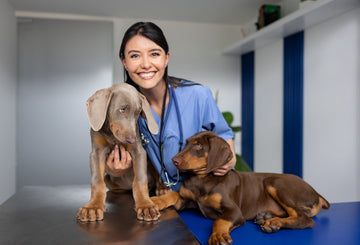 What causes pancreatitis in dogs? Separating myth from science