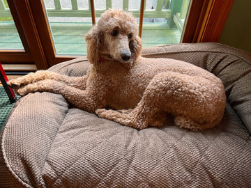 poodle lying on dog bed in the front window