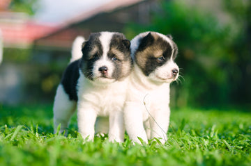 Two Husky puppies playing on grass