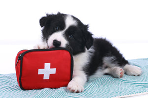 Cute border collie puppy with a first aid kit