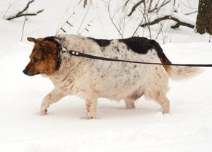 White, red and black spotted thick mongrel dog is on leash on white snow