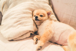 Cute pomeranian dog sleeping on pillow on bed