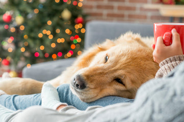 Relaxed dog lying by a Christmas tree at home