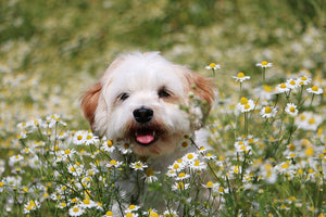 Happy dog in a field of daisies.