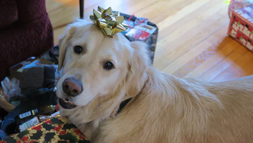 Sommer with a festive bow on her head,