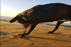 Sierra's story: how a ketogenic diet transformed a dog's cancer journey