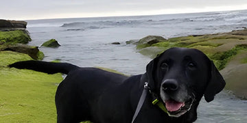 The Science Behind Visionary Pet Foods: KetoPet's Research