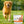 Dog running on grass with Visionary Pet Foods product packaging and benefits listed.