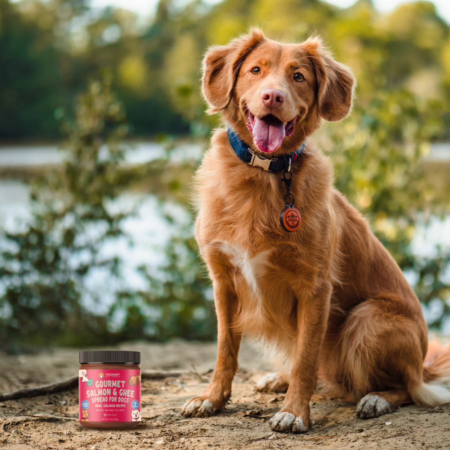 Visionary Pet Foods - Salmon Meat Spread for Dogs | Healthier Choice to Peanut Butter | Easy use as Dog Lick Mat Treat, Chew Toy Filler, Meal Mixer, Pill Pockets - 10 Fl. Oz Jar - Visionary Pet